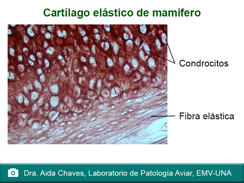 Cartilago elástico de mamífero
